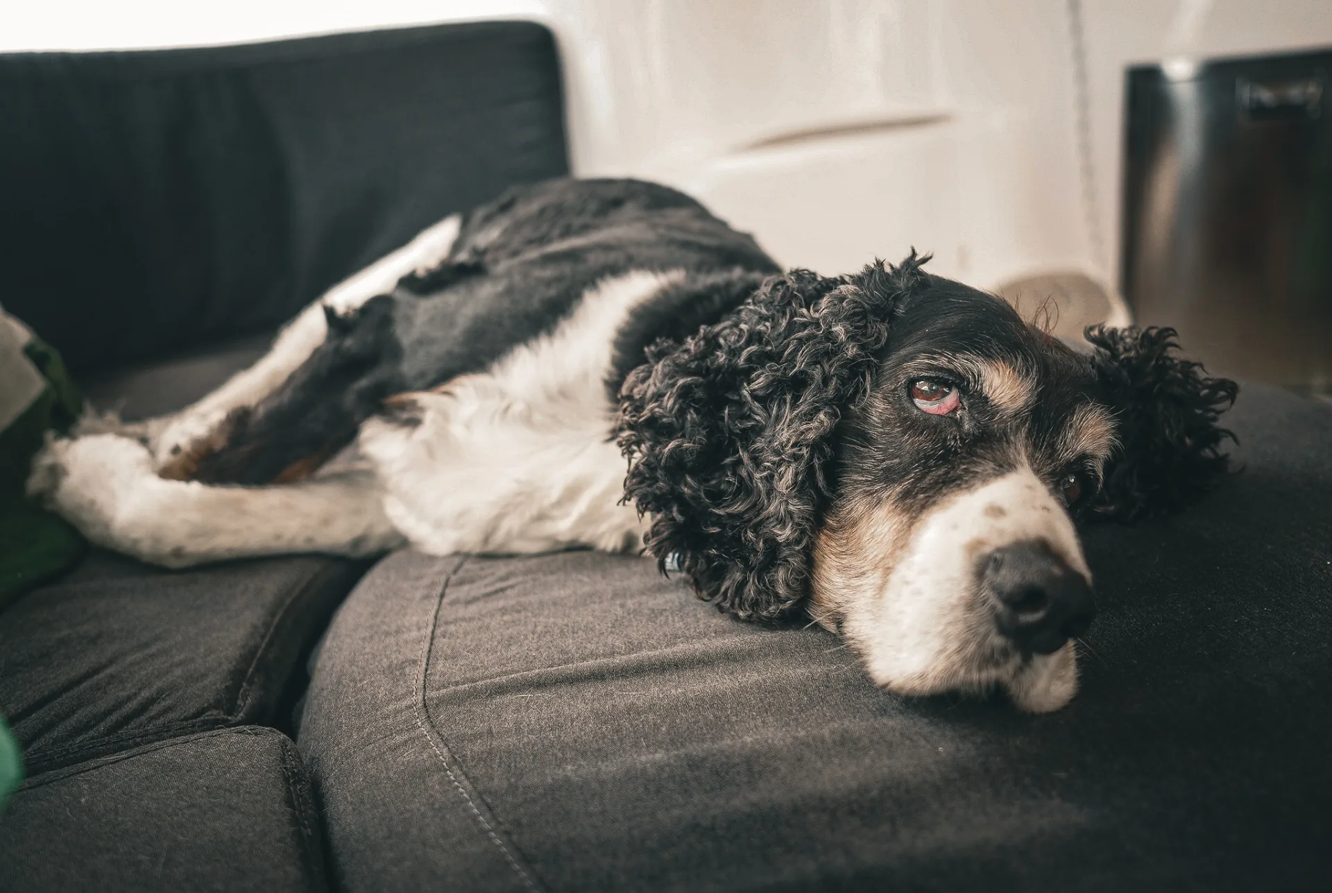 Stella the tri-color Springer Spaniel resting aboard the catamaran